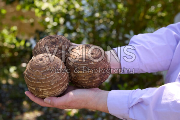 Colocasia corms Colocasia corms