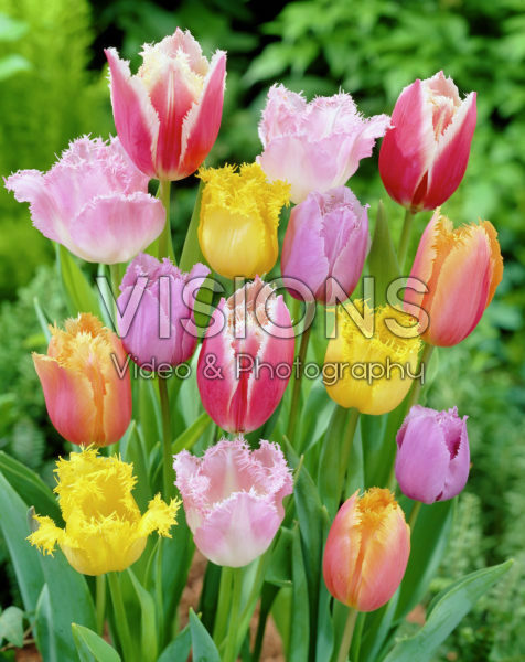 Tulipa Fringed mixed