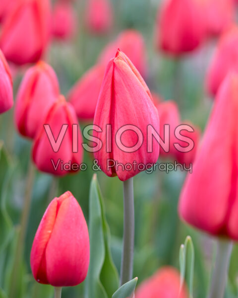 Tulipa Orange Cassini Tulipa Orange Cassini