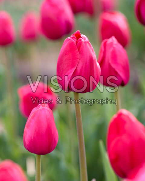 Tulipa Primavista Tulipa Primavista