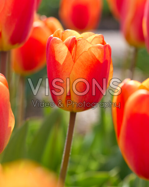 Tulipa Oxford's Elite Tulipa Oxford's Elite