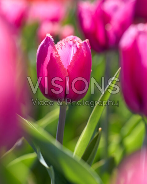 Tulipa Louvre Tulipa Louvre