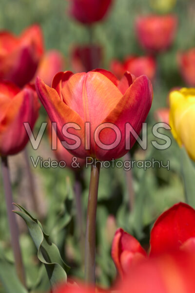 Tulipa Charade Tulipa Charade