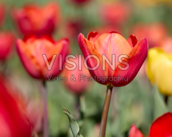 Tulipa Charade Tulipa Charade