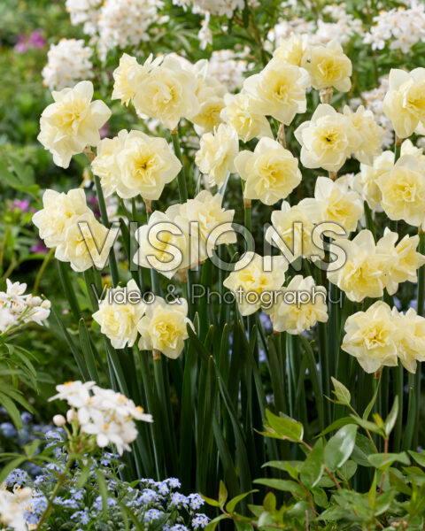Narcissus Little Kiwi Narcissus Little Kiwi