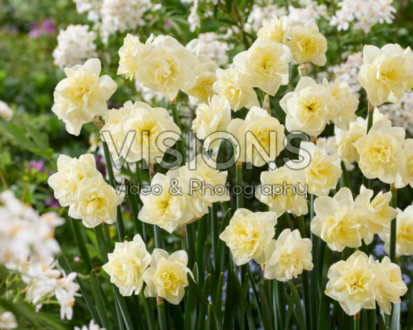 Narcissus Little Kiwi