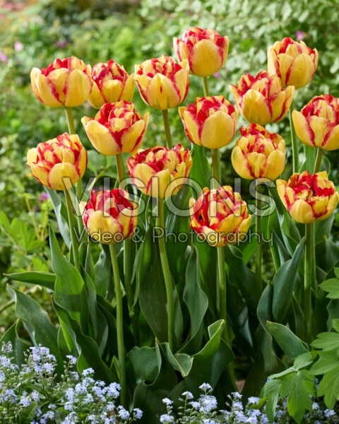 Tulipa 20-RY-06-5 Tulipa 20-RY-06-5