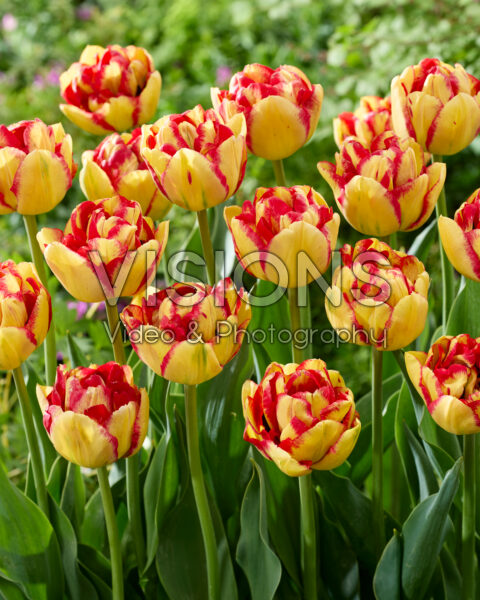 Tulipa 20-RY-06-5 Tulipa 20-RY-06-5