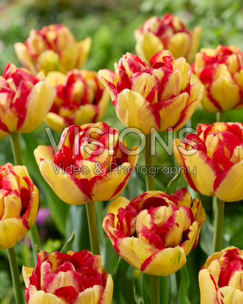 Tulipa 20-RY-06-5 Tulipa 20-RY-06-5
