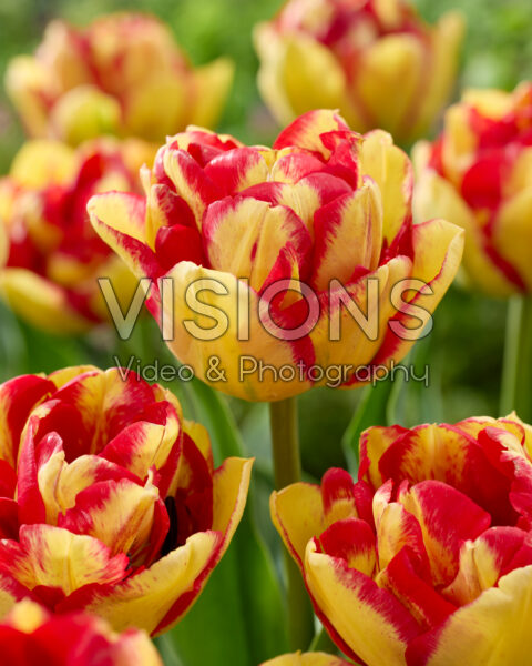 Tulipa 20-RY-06-5 Tulipa 20-RY-06-5