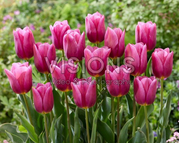 Tulipa 2012-118 Tulipa 2012-118