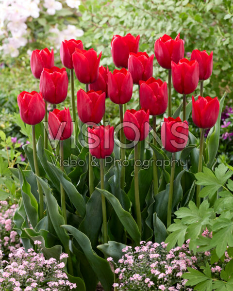 Tulipa Rockstar Tulipa Rockstar