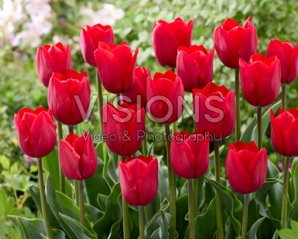 Tulipa Rockstar Tulipa Rockstar