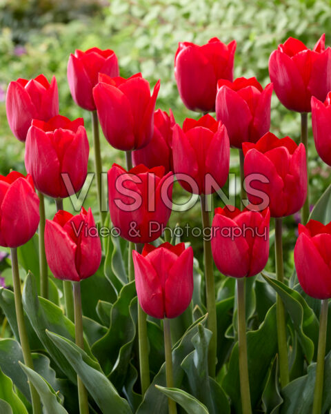 Tulipa Rockstar Tulipa Rockstar