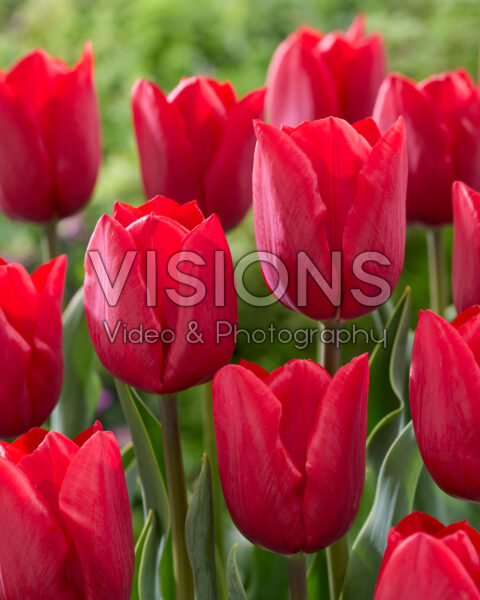 Tulipa Rockstar Tulipa Rockstar