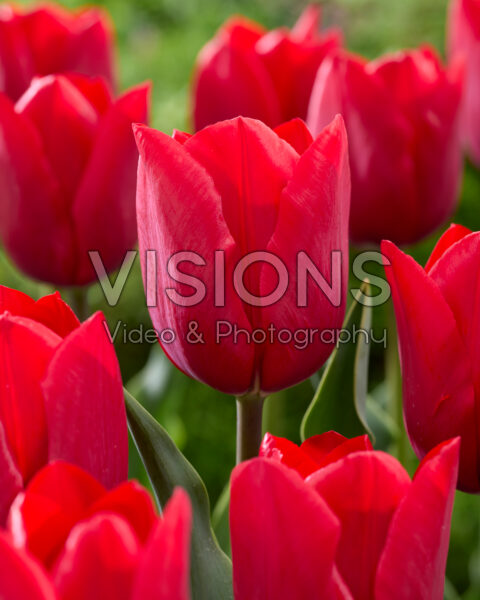 Tulipa Rockstar Tulipa Rockstar