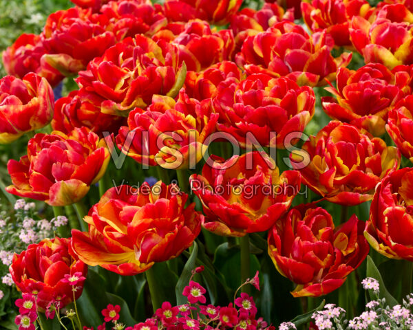 Tulipa Tropical Sensation