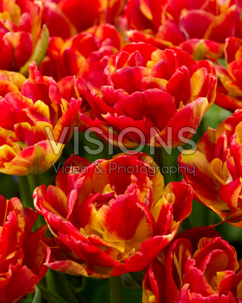 Tulipa Avant Garde x Tulipa Blackjack Tulipa Avant Garde x Tulipa Blackjack