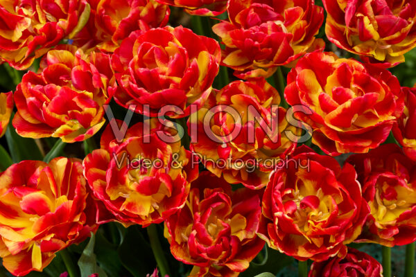 Tulipa Avant Garde x Tulipa Blackjack Tulipa Avant Garde x Tulipa Blackjack