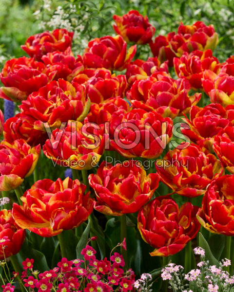Tulipa Avant Garde x Tulipa Blackjack Tulipa Avant Garde x Tulipa Blackjack