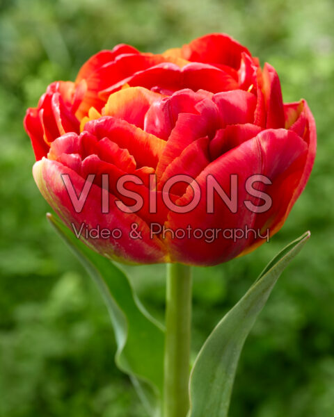 Tulipa Tropical Sensation