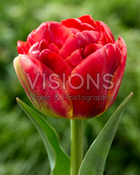 Tulipa Tropical Sensation