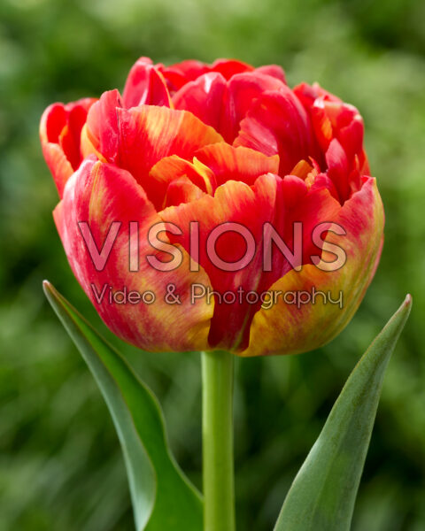 Tulipa Tropical Sensation Tulipa Tropical Sensation