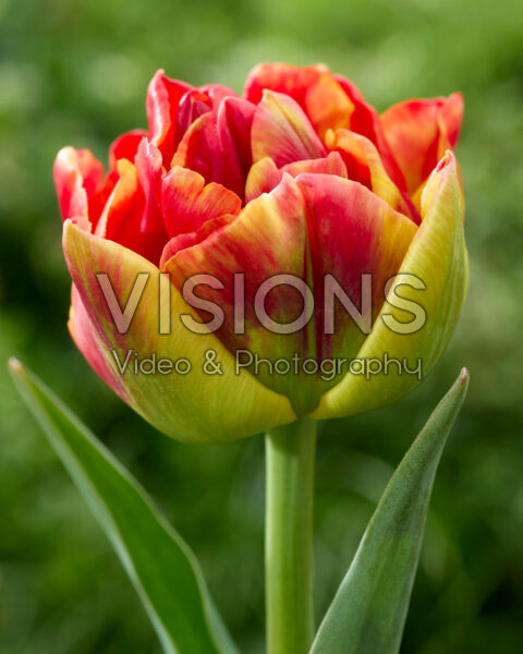 Tulipa Tropical Sensation