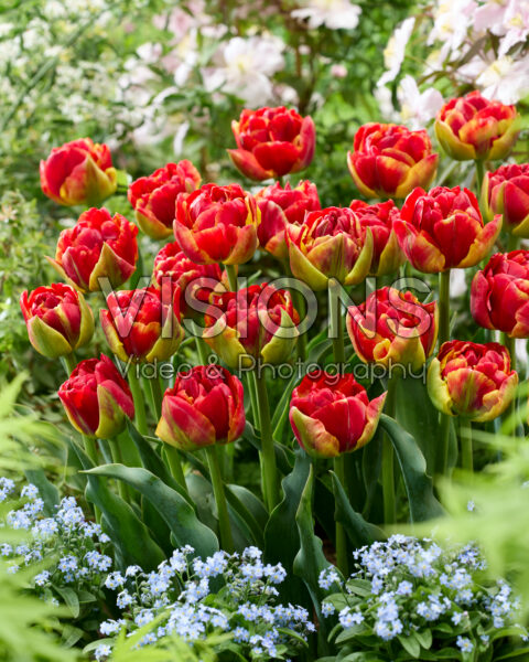 Tulipa Avant Garde x Tulipa Blackjack Tulipa Avant Garde x Tulipa Blackjack