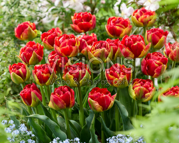 Tulipa Avant Garde x Tulipa Blackjack Tulipa Avant Garde x Tulipa Blackjack