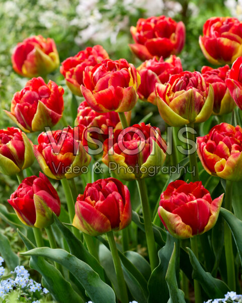Tulipa Avant Garde x Tulipa Blackjack Tulipa Avant Garde x Tulipa Blackjack