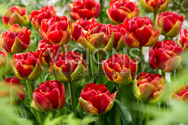 Tulipa Tropical Sensation