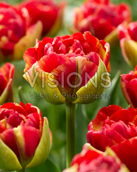 Tulipa Avant Garde x Tulipa Blackjack Tulipa Avant Garde x Tulipa Blackjack