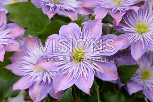 Clematis Crystal Fountain Clematis Crystal Fountain