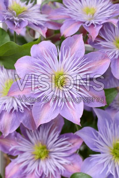 Clematis Crystal Fountain Clematis Crystal Fountain