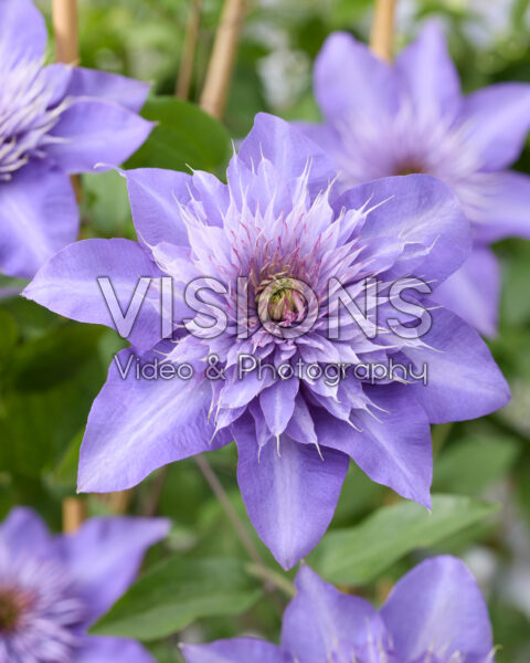Clematis Multi Blue Clematis Multi Blue