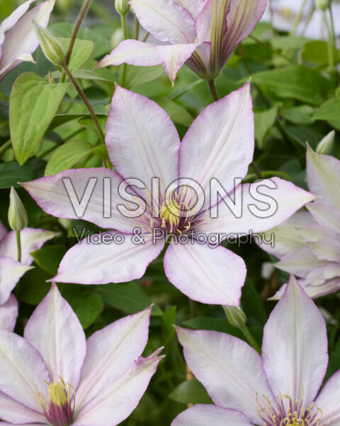 Clematis Samaritan Jo Clematis Samaritan Jo