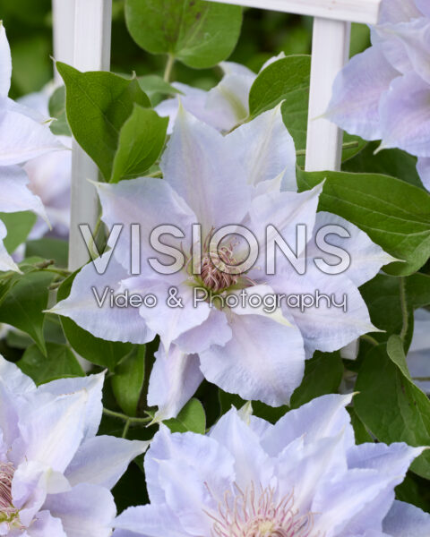 Clematis Tranquilité Clematis Tranquilité