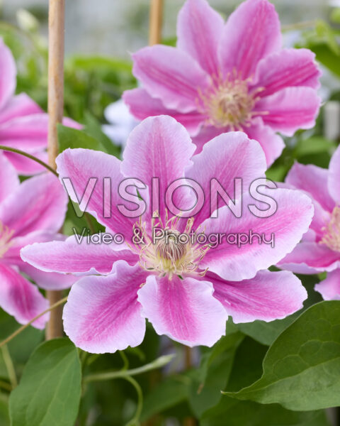 Clematis Dr Ruppel Clematis Dr Ruppel