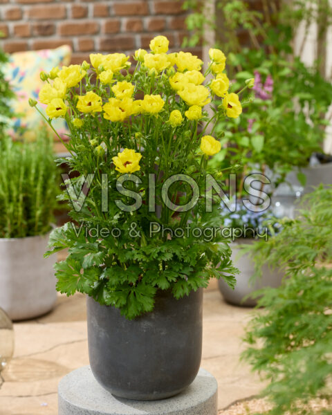 Ranunculus Rococo Gold Ranunculus Rococo Gold