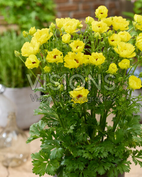 Ranunculus Rococo Gold Ranunculus Rococo Gold