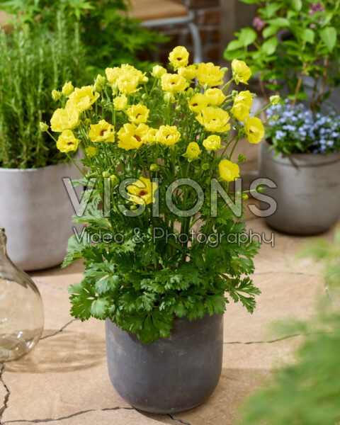 Ranunculus Rococo Gold Ranunculus Rococo Gold