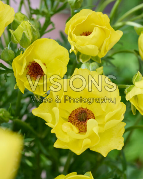 Ranunculus Rococo Gold Ranunculus Rococo Gold
