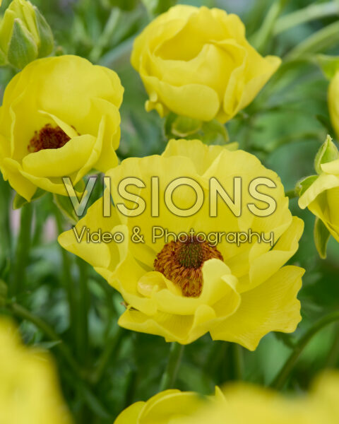 Ranunculus Rococo Gold Ranunculus Rococo Gold