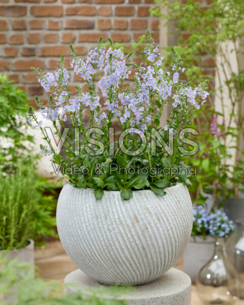 Veronica Spring Breeze Veronica Spring Breeze