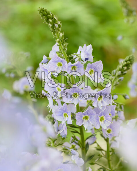 Veronica Spring Breeze Veronica Spring Breeze