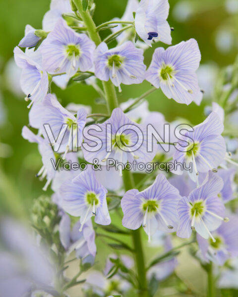 Veronica Spring Breeze Veronica Spring Breeze