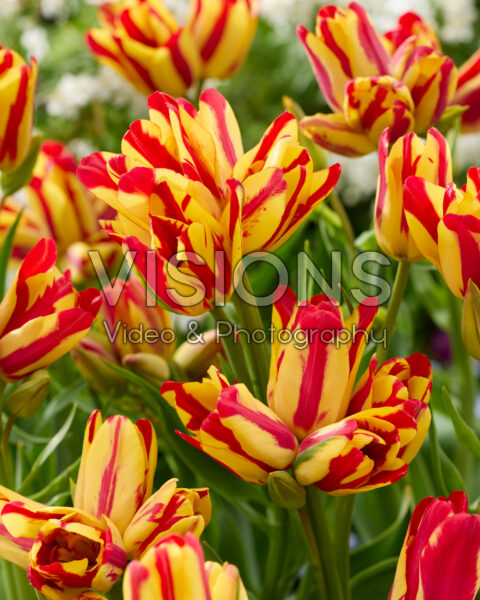 Tulipa Wonder Club Tulipa Wonder Club