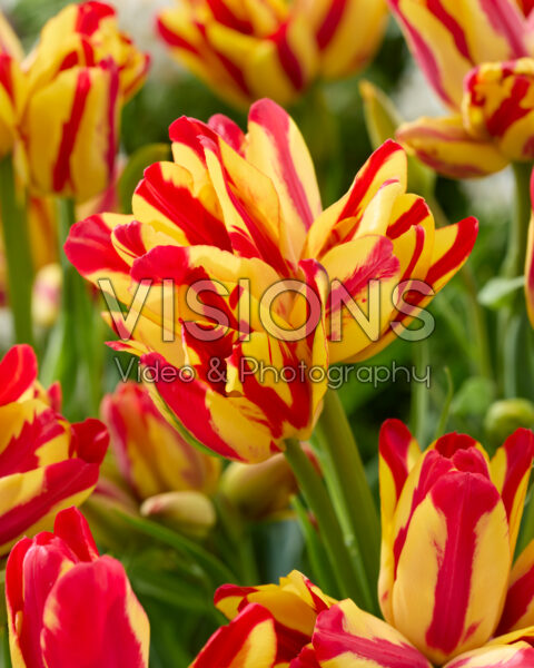 Tulipa Wonder Club Tulipa Wonder Club