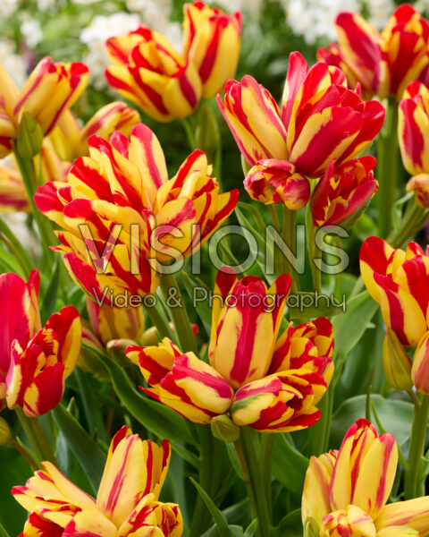 Tulipa Wonder Club Tulipa Wonder Club